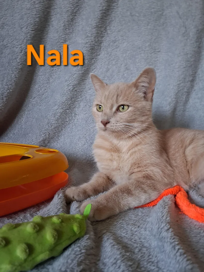 Nala thumbnail 3