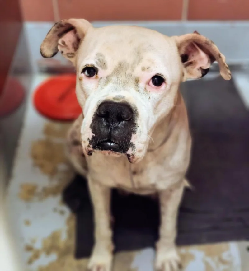 An adult large-sized male Boxer dog named Bobby for adoption in Houston, TX