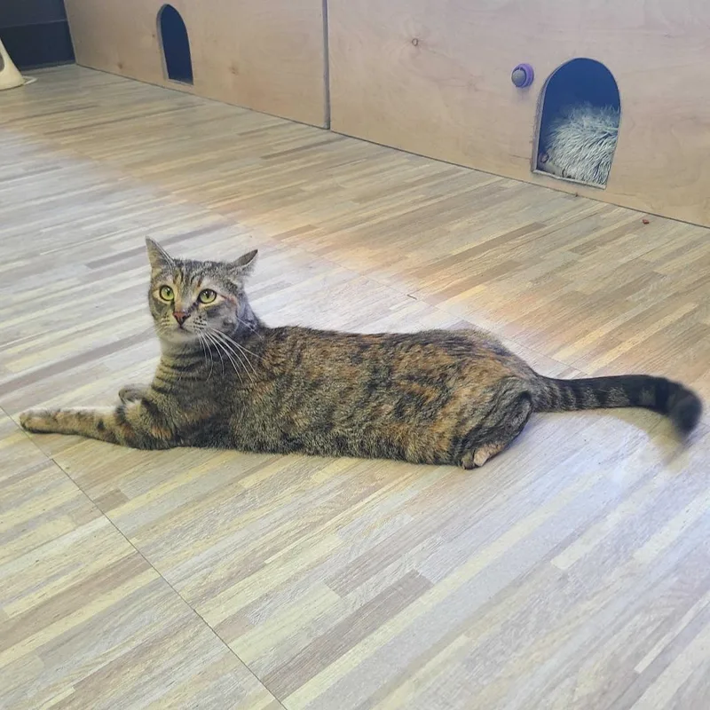An adult large-sized female Brown / Chocolate Domestic Short Hair cat named Briar for adoption in Las Vegas, NV