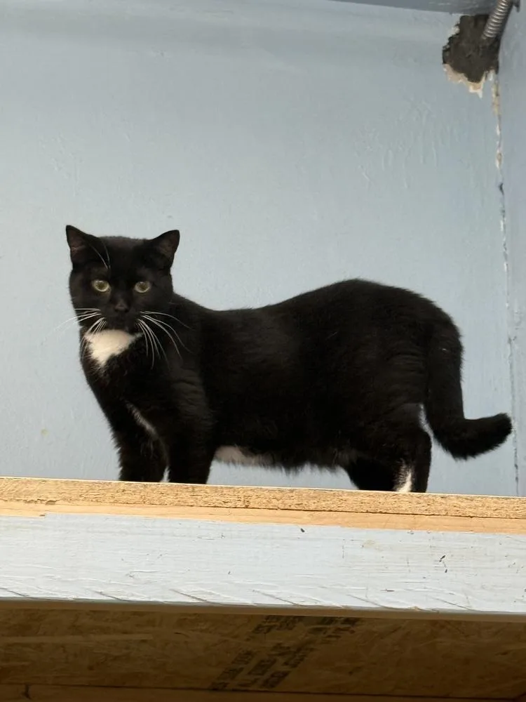 An adult medium-sized female Black & White / Tuxedo Domestic Short Hair cat named Nona for adoption in West Mifflin, PA