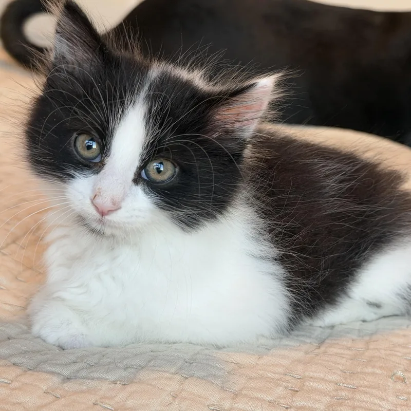 A baby medium-sized male Black & White / Tuxedo Domestic Long Hair cat named Cookies for adoption in Pasco, WA