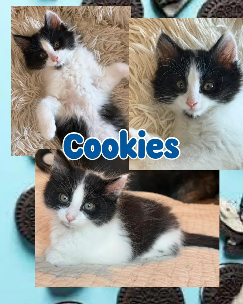Cookies thumbnail 4