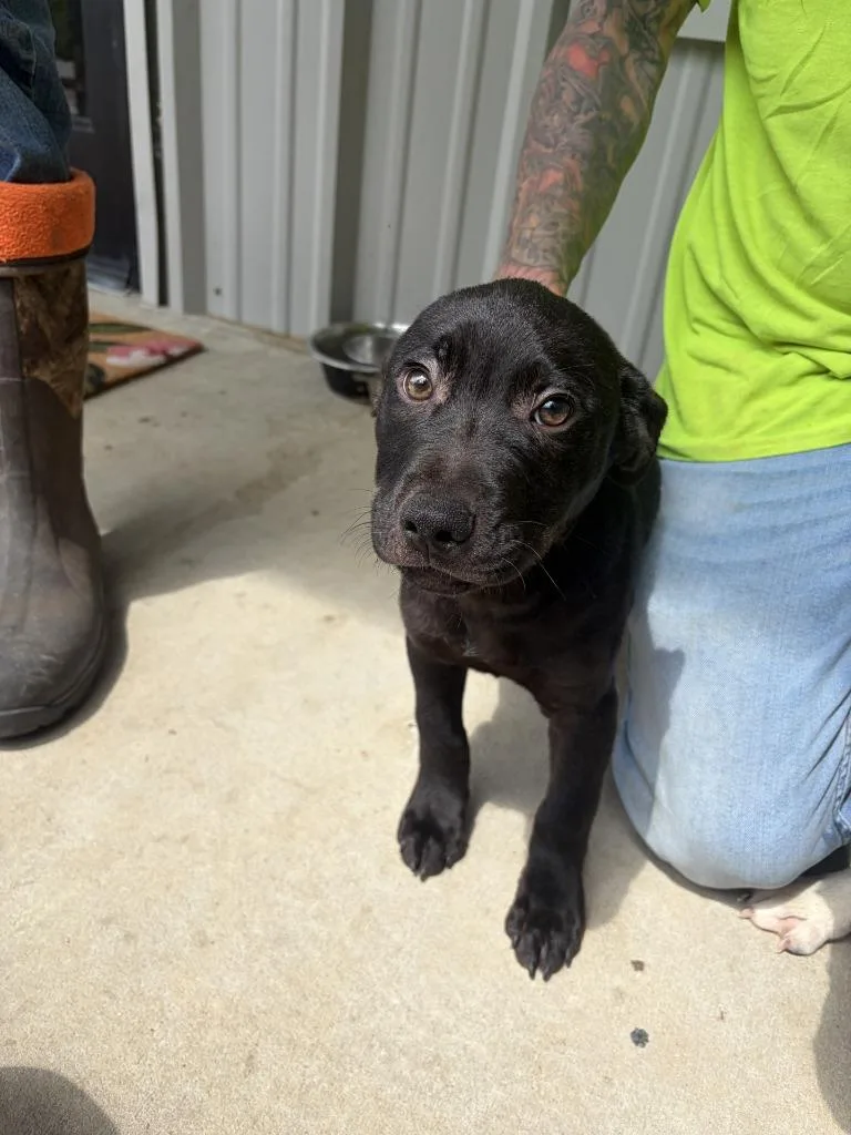 A baby medium-sized male Pit Bull Terrier dog named Tyrone for adoption in Lawrenceburg, TN