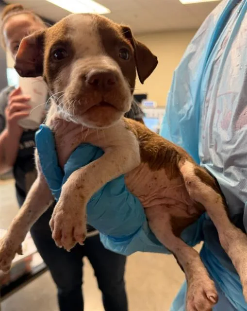 A baby small-sized female Pointer dog named Dora for adoption in San Antonio, TX
