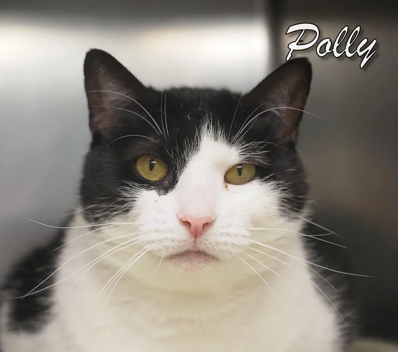 Polly thumbnail 3