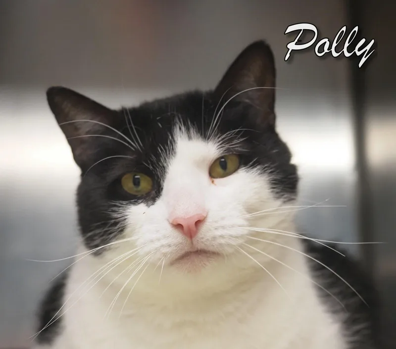 A young medium-sized female Domestic Short Hair cat named Polly for adoption in Cape May Court House, NJ