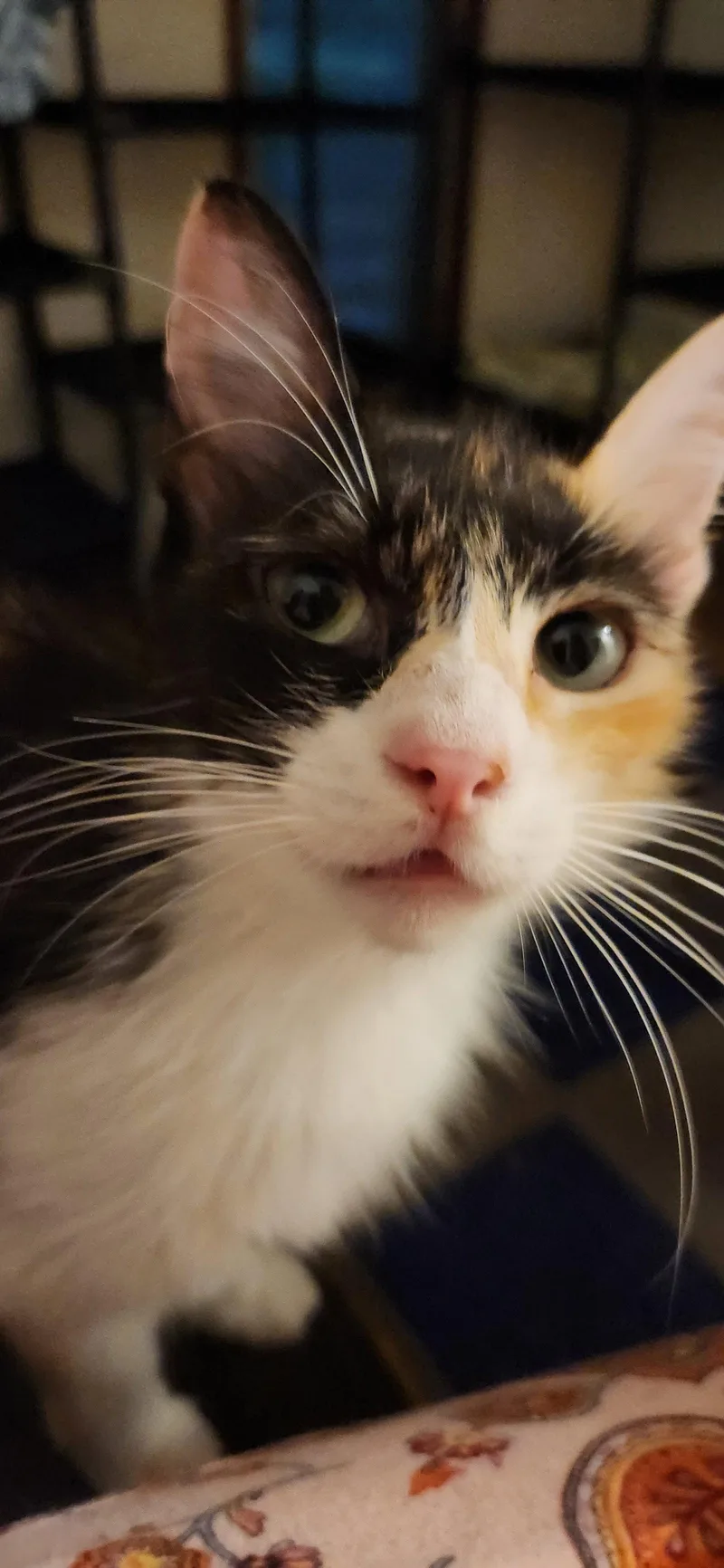 A young medium-sized female Domestic Long Hair cat named Suzy Q for adoption in Clinton, OK