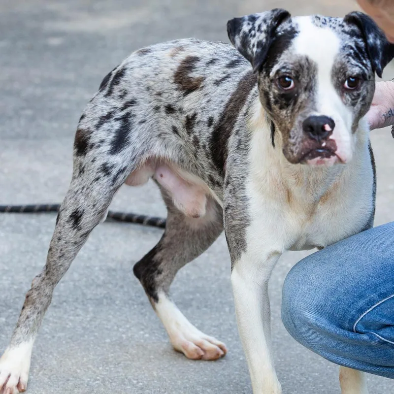 An adult medium-sized male Mixed Breed dog named Mothman for adoption in Cartersville, GA