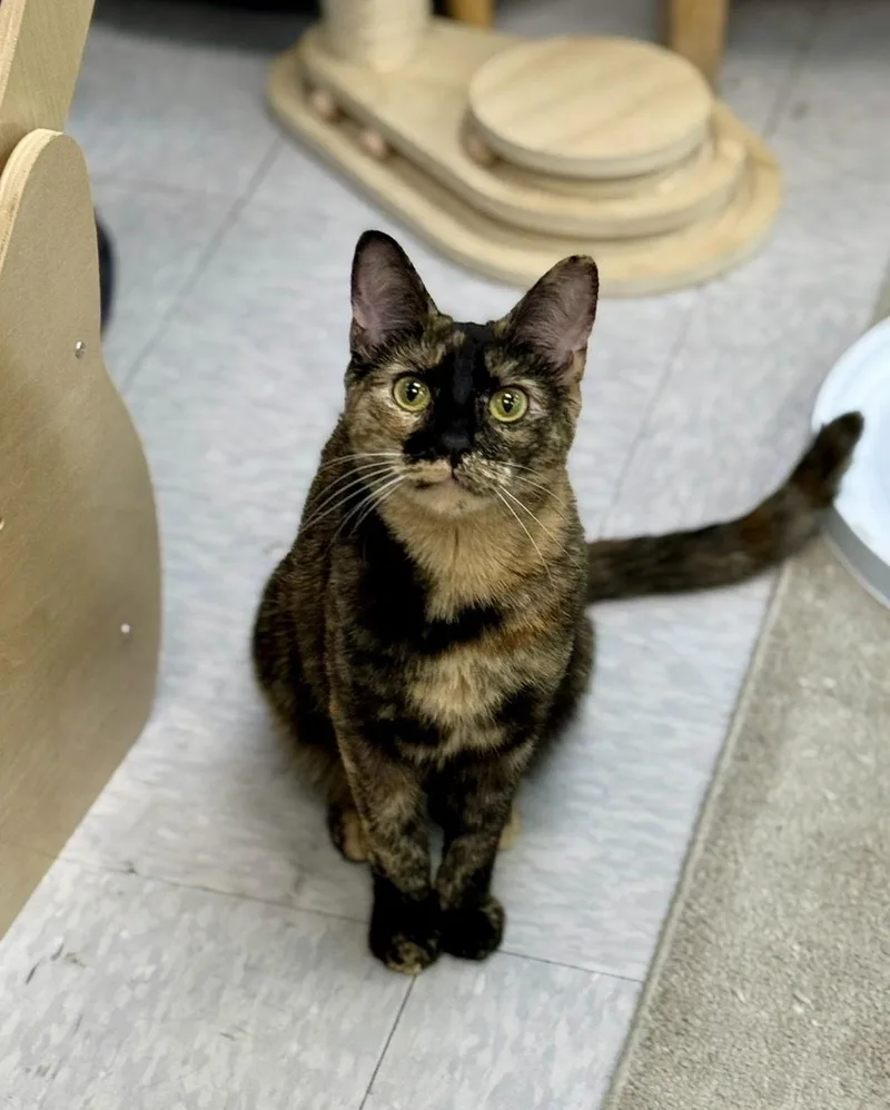 Honey Nut thumbnail 2