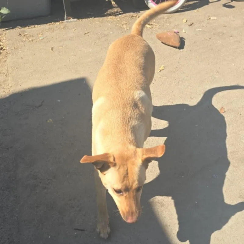 An adult large-sized female Apricot / Beige Yellow Labrador Retriever dog named Loly for adoption in Torrance, CA