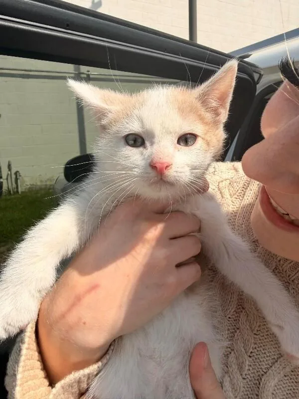 A young medium-sized male White Domestic Short Hair cat named Teddy for adoption in Grand Rapids, MI