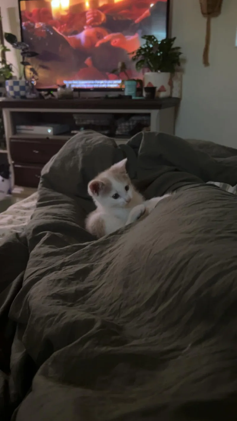 Teddy thumbnail 2