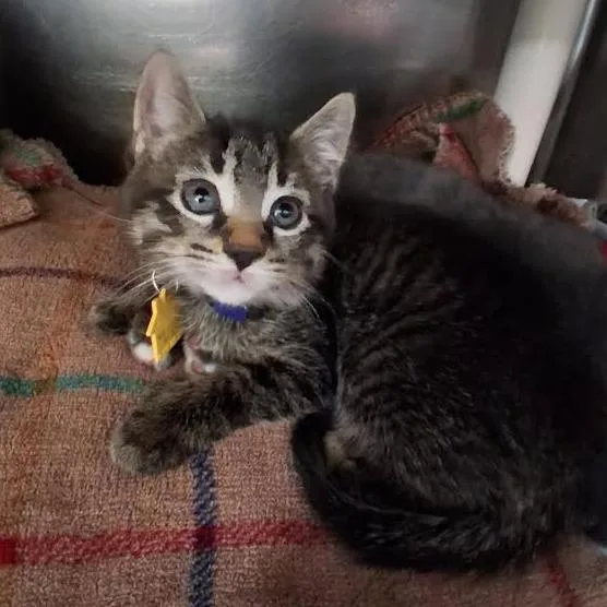 A baby small-sized female Gray / Blue / Silver Domestic Short Hair cat named Goblin for adoption in Springfield, MA