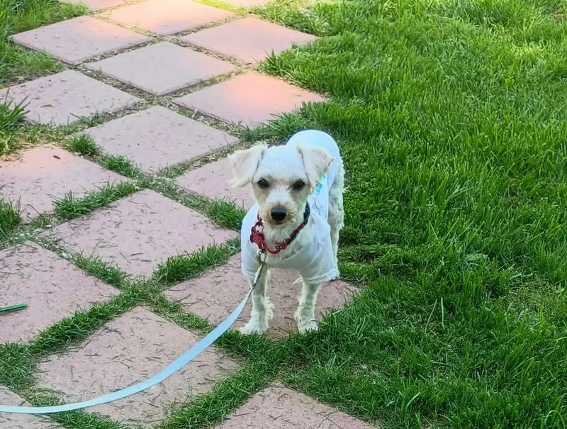 A young small-sized female Maltipoo dog named Gabby for adoption in Maybrook, NY