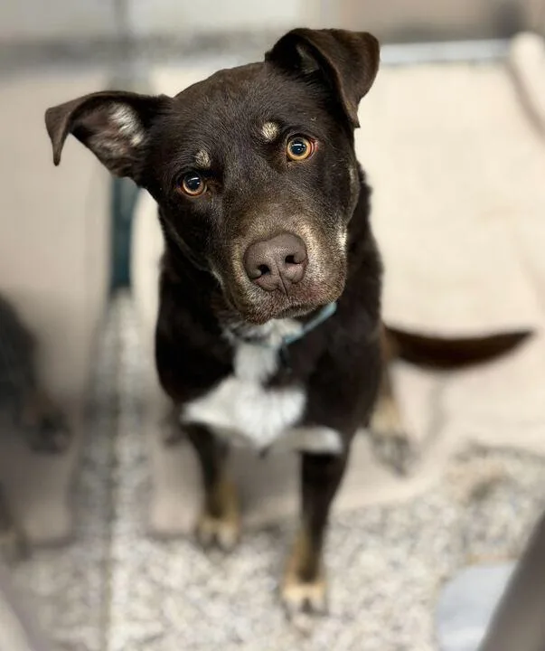 An adult medium-sized male Shepherd dog named Brownie for adoption in Jackson, MI