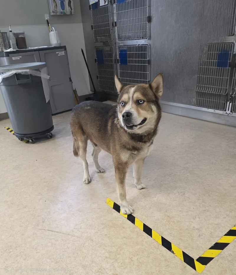 An adult extra large-sized male Husky dog named Kylo for adoption in San Pedro, CA