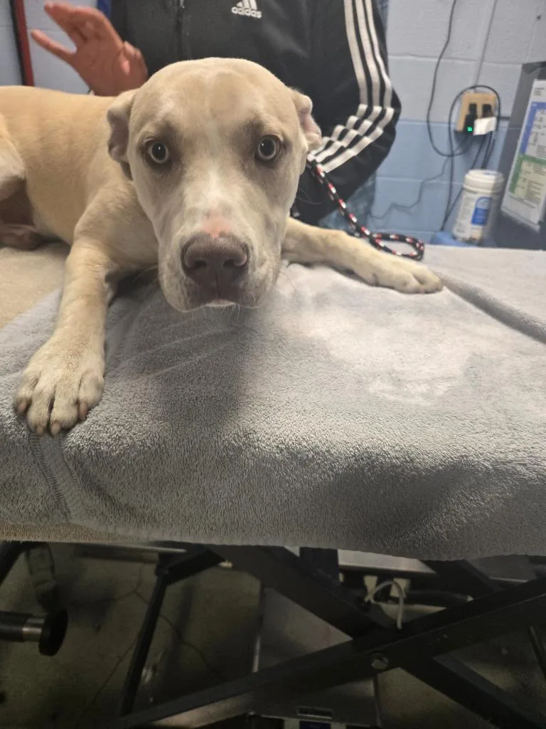A young medium-sized male Mixed Breed dog named Leonard for adoption in Detroit, MI
