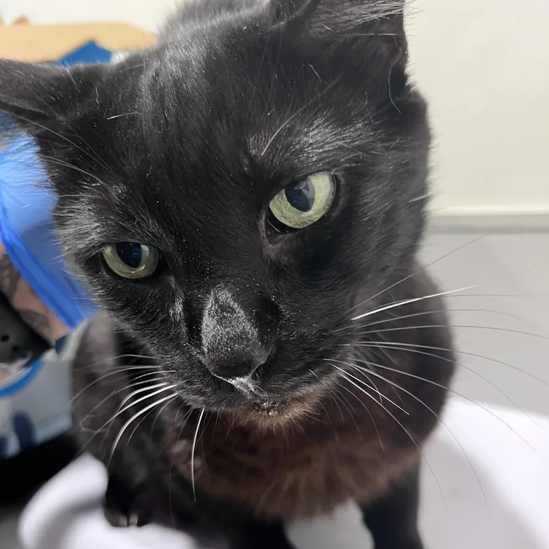 A senior large-sized male Black Domestic Short Hair cat named Miccha for adoption in Tampa, FL