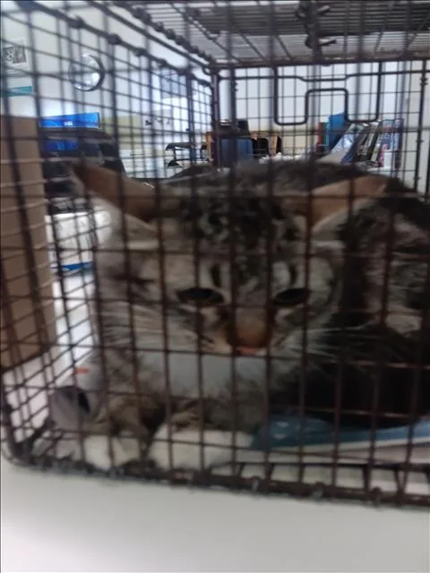 A young small-sized female Domestic Medium Hair cat named Autumn for adoption in Los Angeles, CA