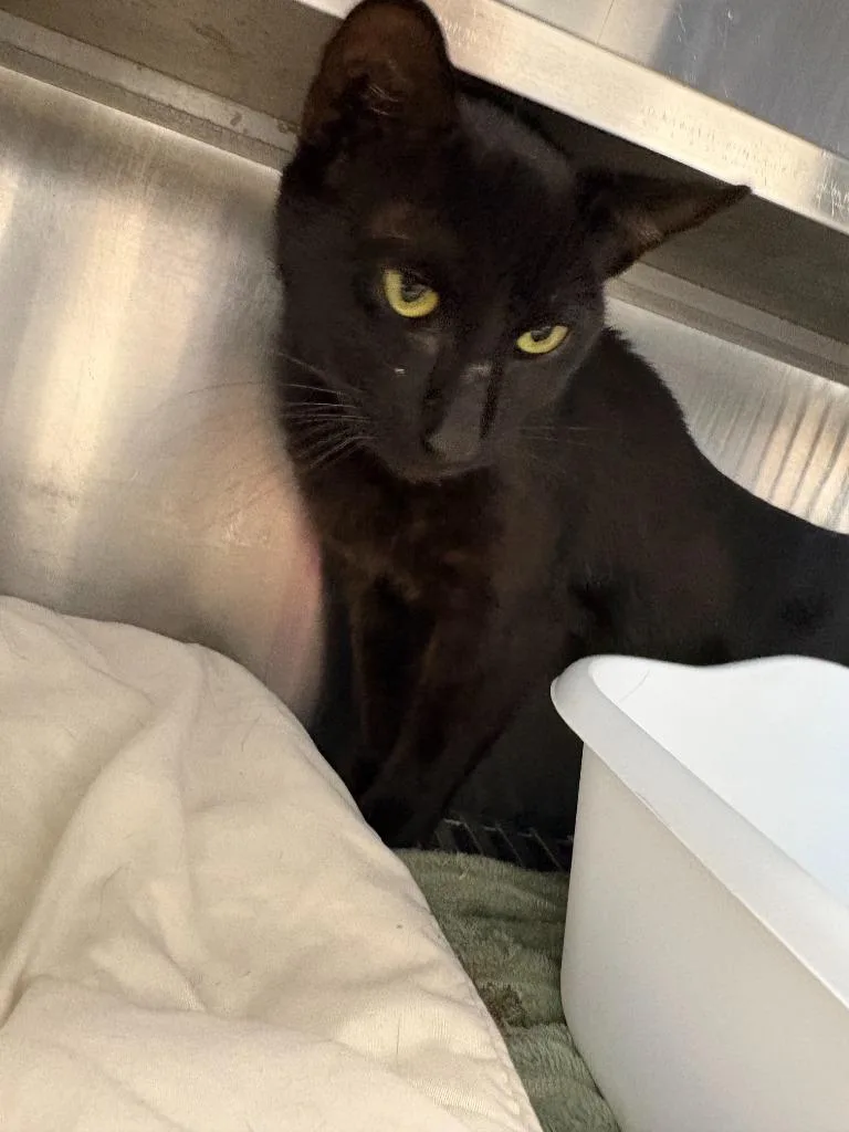 A young medium-sized male Domestic Short Hair cat named Brad Kitt for adoption in Pomona, NY
