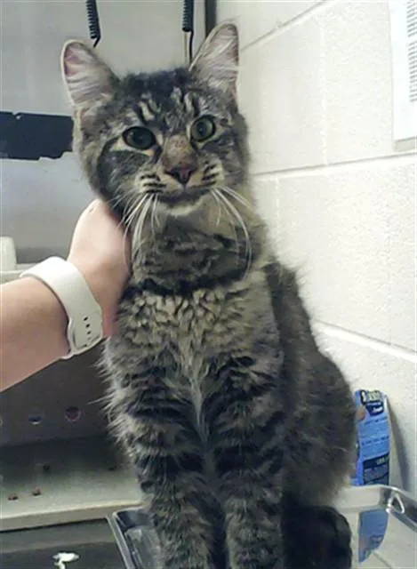 A young large-sized male Domestic Short Hair cat named Sir Fluffington for adoption in Fayetteville, NC