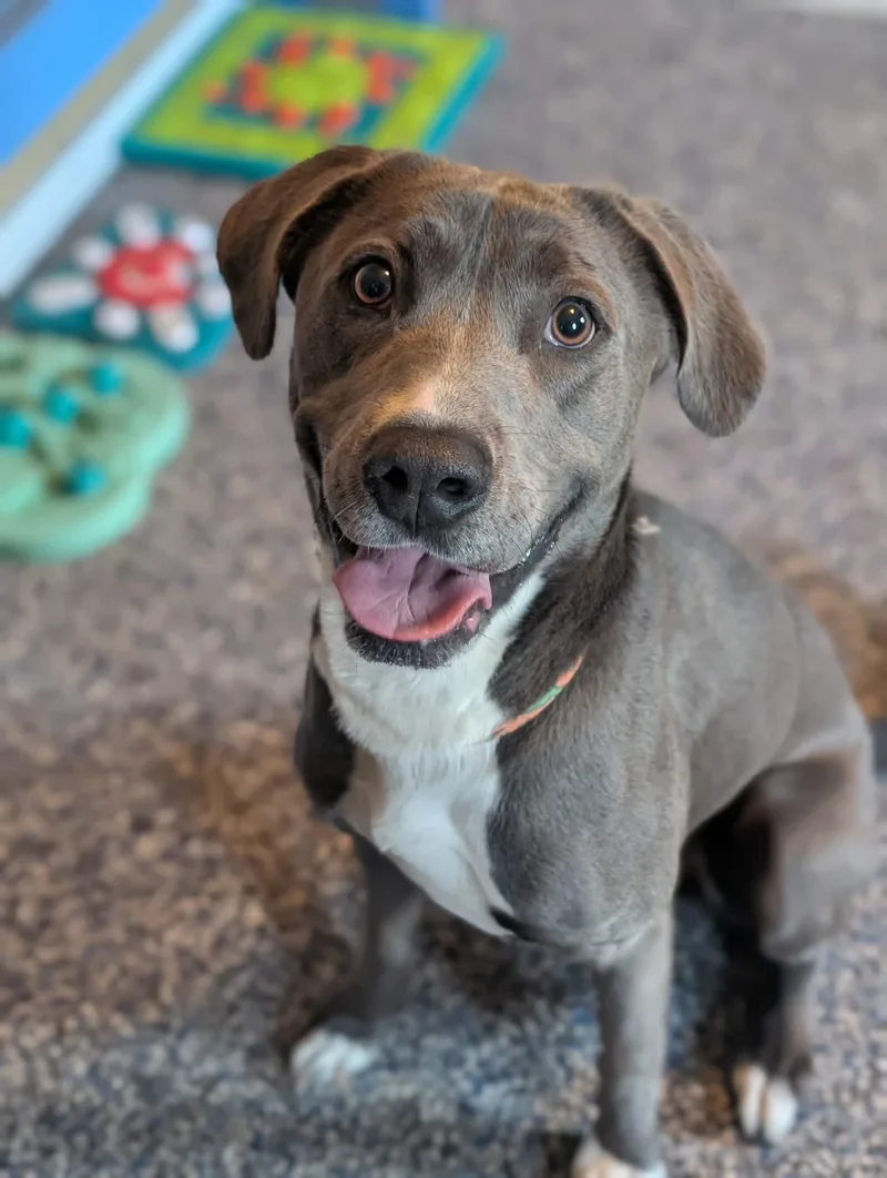An adult large-sized male Labrador Retriever dog named Freddy for adoption in Holly Springs, NC