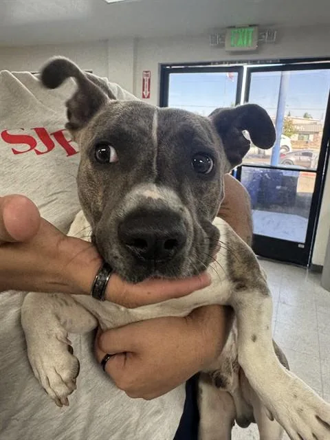 An adult large-sized male Pit Bull Terrier dog named Hammy for adoption in Bakersfield, CA