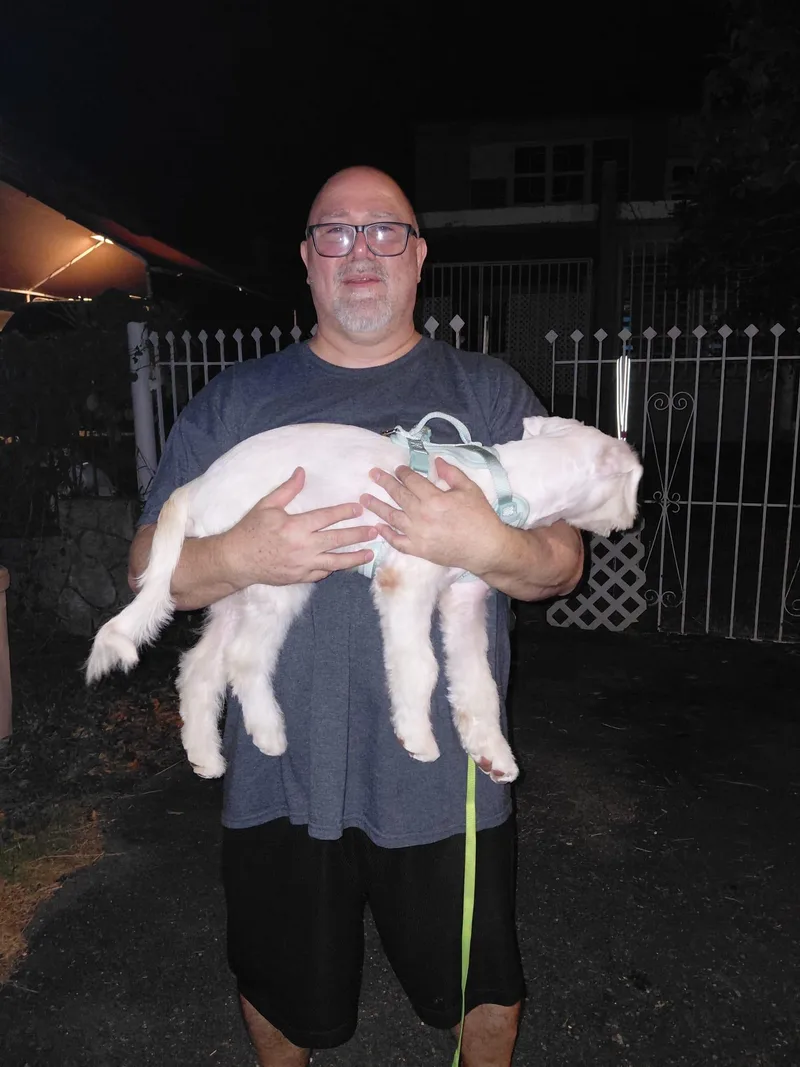 A baby medium-sized female White / Cream Giant Schnauzer dog named Stella for adoption in New York, NY