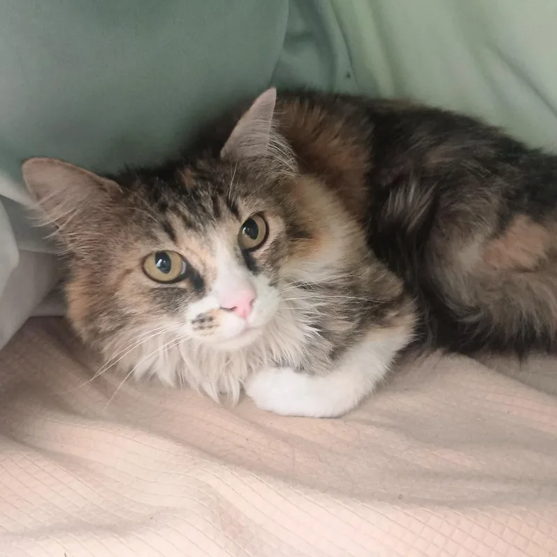 An adult medium-sized female Dilute Calico Domestic Long Hair cat named Duchess for adoption in Ridgway, CO