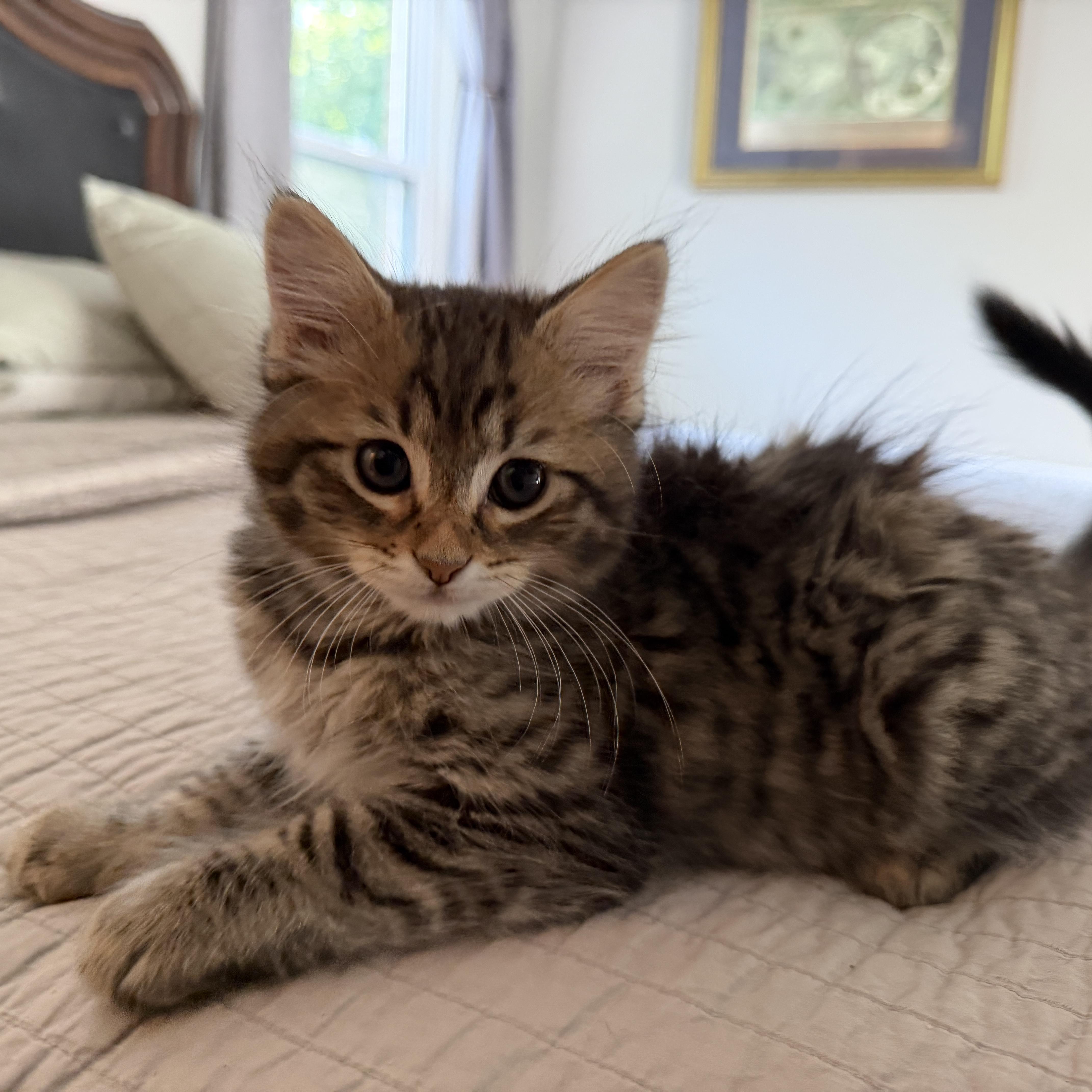 A young small-sized male Tabby (Buff / Tan / Fawn) Domestic Medium Hair cat named Walter for adoption in Bentonville, AR