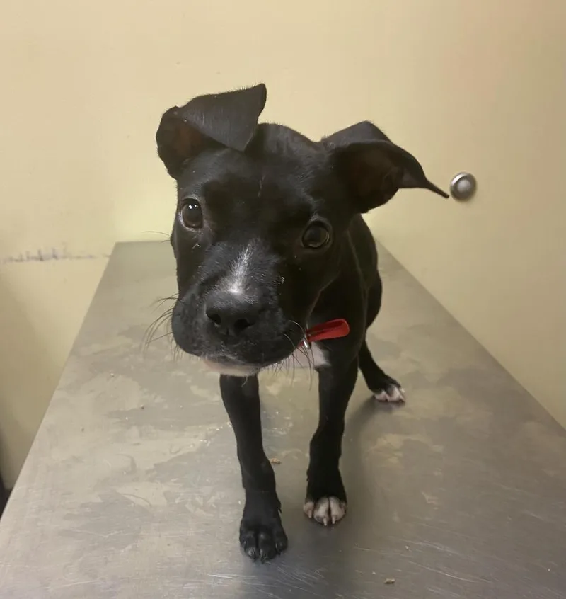A baby medium-sized male Mixed Breed dog named Bugs for adoption in Florence, SC