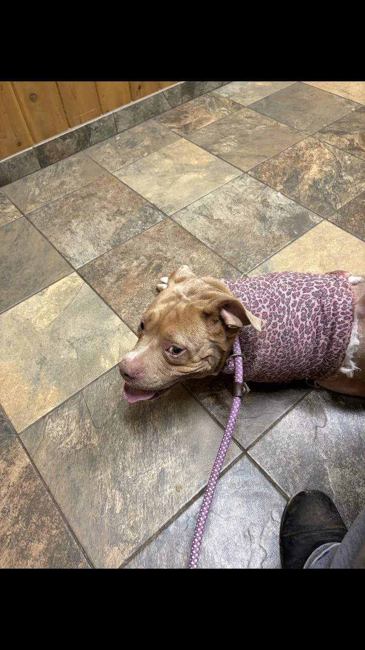 An adult medium-sized female Bulldog dog named Avery for adoption in Paradise, TX