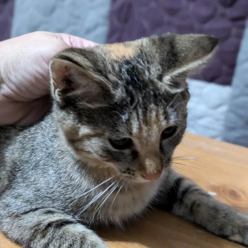 An adult small-sized female Domestic Short Hair cat named Freya for adoption in Shawnee, KS