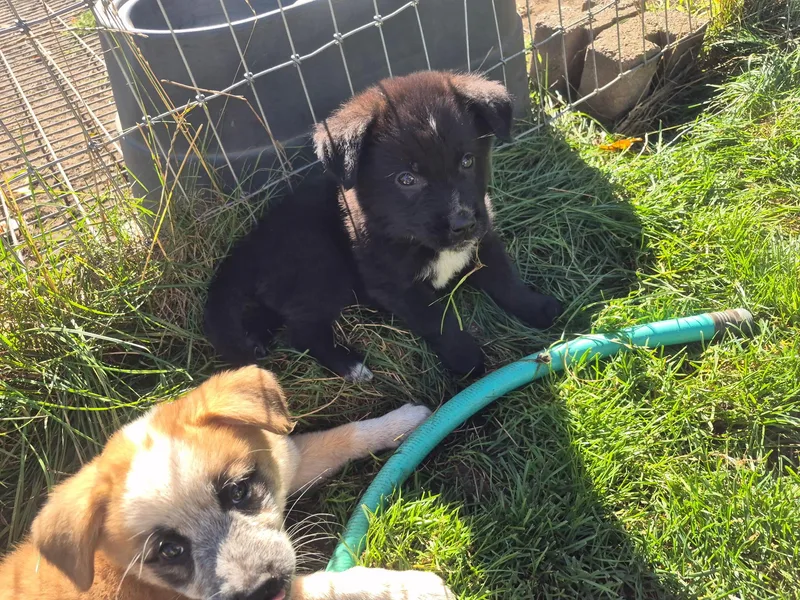 A baby medium-sized male Black Shepherd dog named Nico for adoption in Olympia, WA