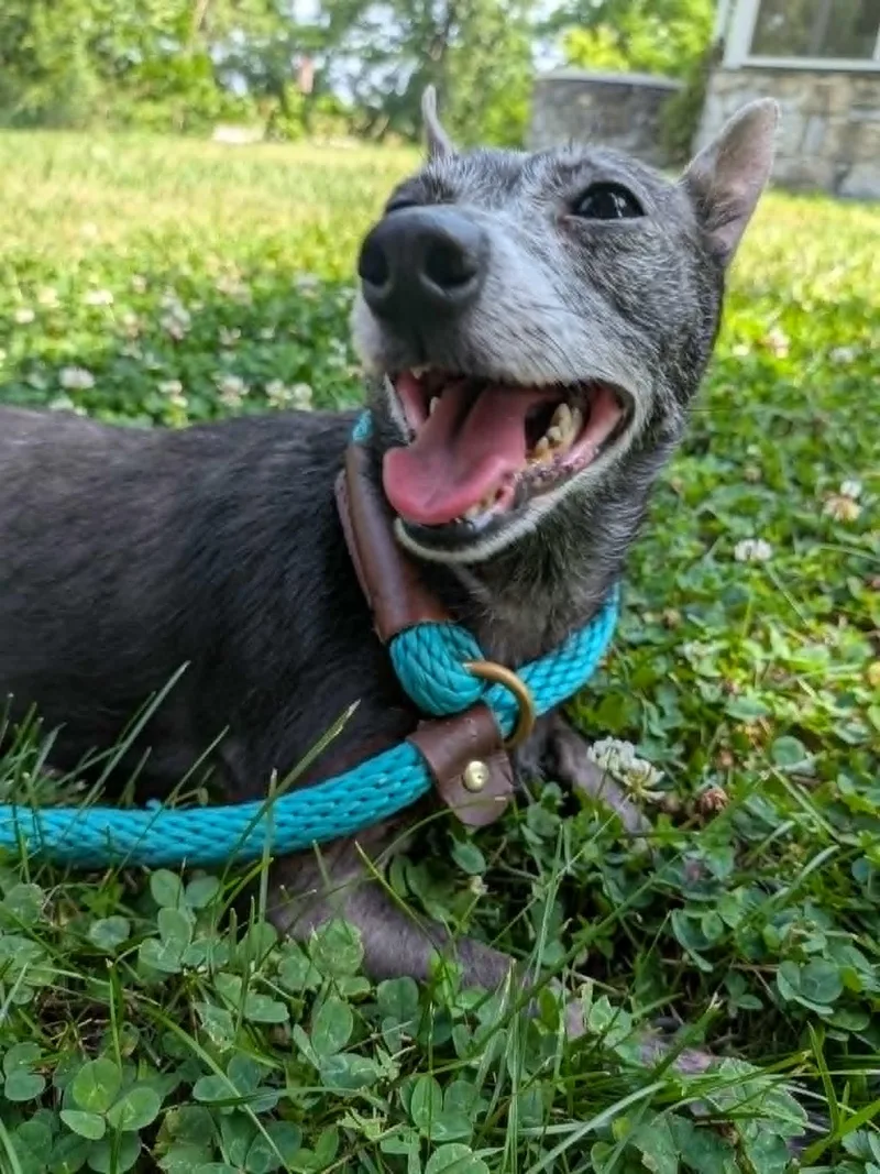 An adult small-sized female Chihuahua dog named Tigger for adoption in Mechanicsburg, PA