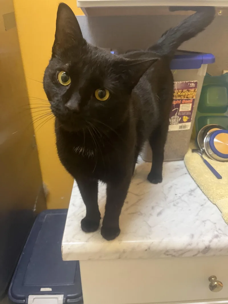 An adult medium-sized male Black Domestic Short Hair cat named Kafka for adoption in Boyne City, MI