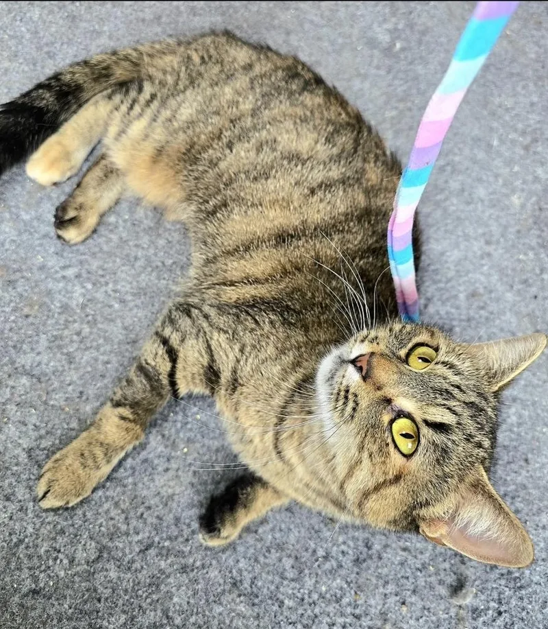 Delphine thumbnail 2