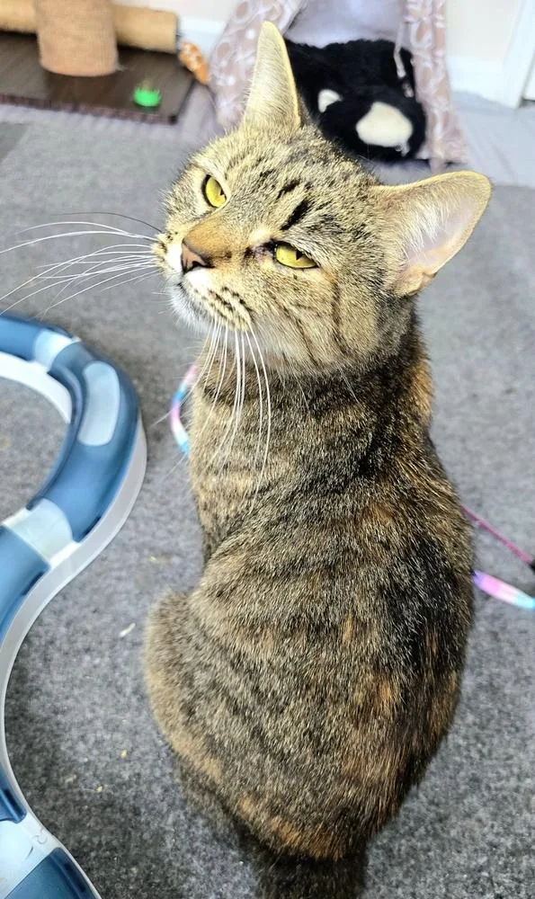 Delphine thumbnail 3