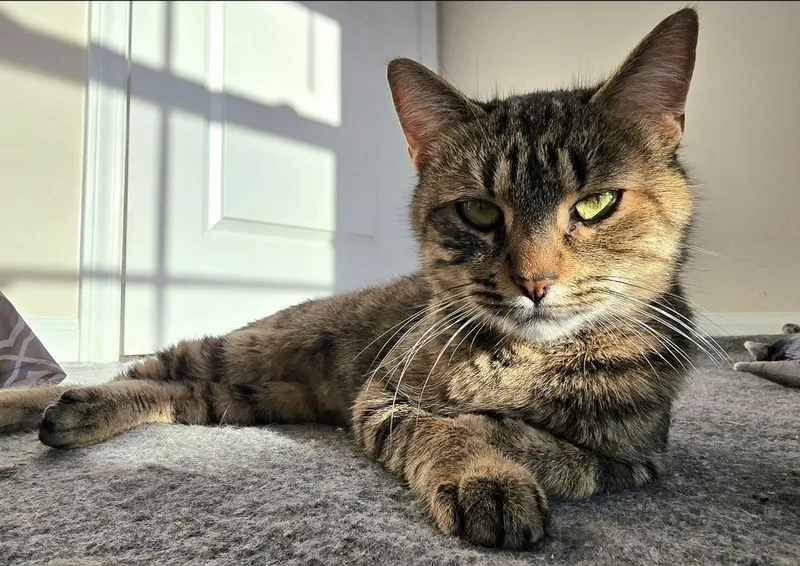 Delphine thumbnail 4