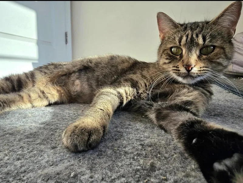 Delphine thumbnail 5