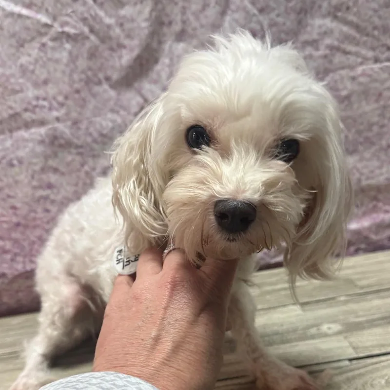 An adult small-sized male White / Cream Maltese dog named Fluffy Man for adoption in Normal, IL