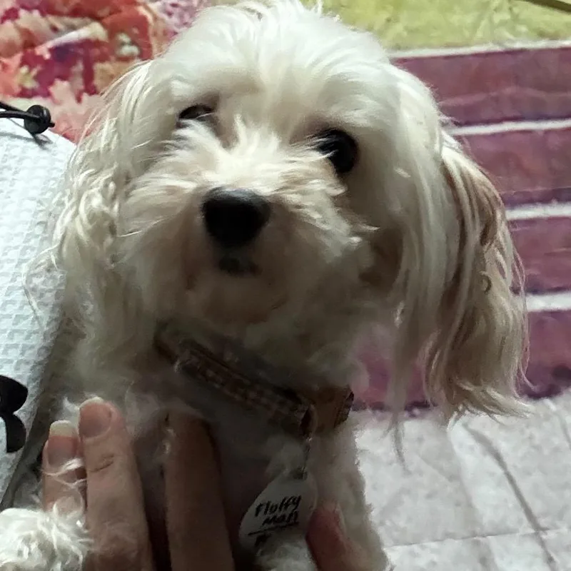 Fluffy Man thumbnail 2