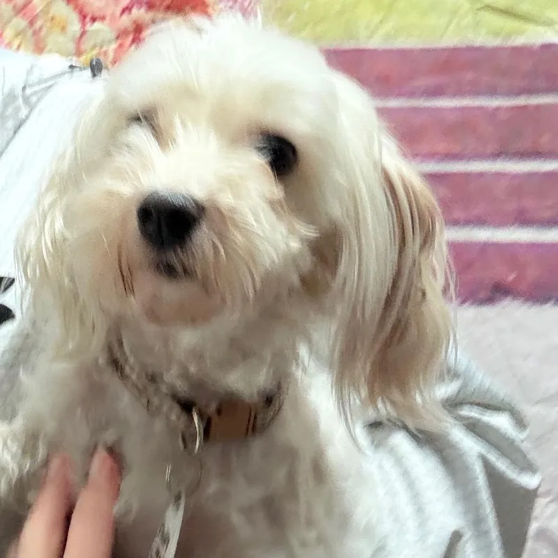 Fluffy Man thumbnail 3