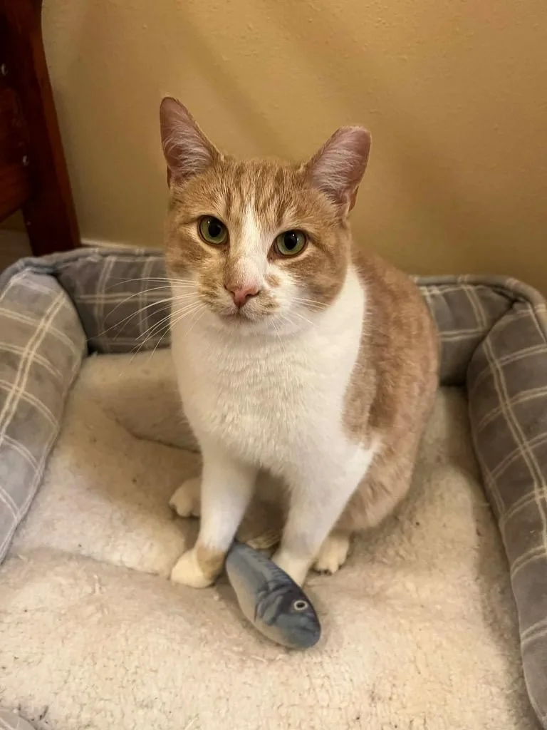 A young medium-sized male Domestic Short Hair cat named Colby Jak for adoption in Fond Du Lac, WI