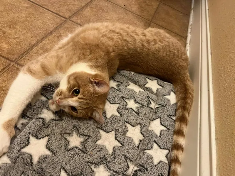 Colby Jak thumbnail 2