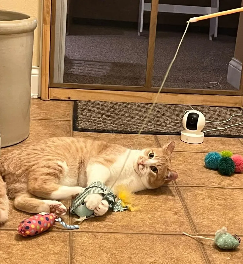 Colby Jak thumbnail 4