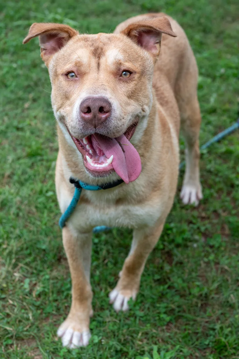 An adult large-sized male Mixed Breed dog named Kovalan for adoption in Chamblee, GA