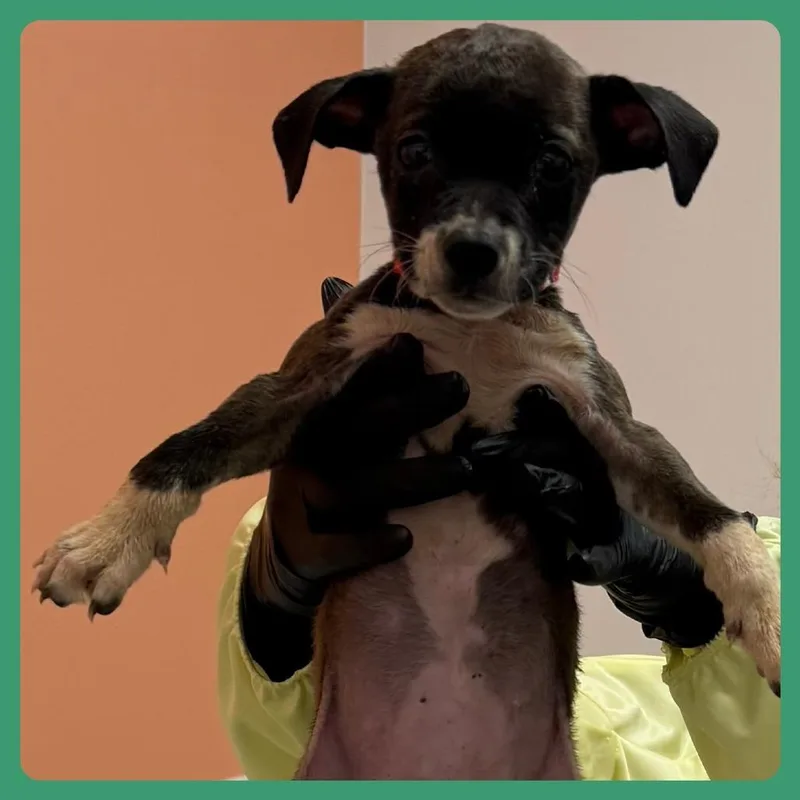 A baby medium-sized female Mixed Breed dog named Chalupa Supreme for adoption in Austin, TX