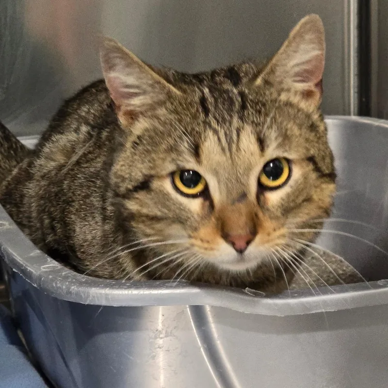 An adult large-sized male Brown / Chocolate Domestic Short Hair cat named Sabre for adoption in Fairmont, WV