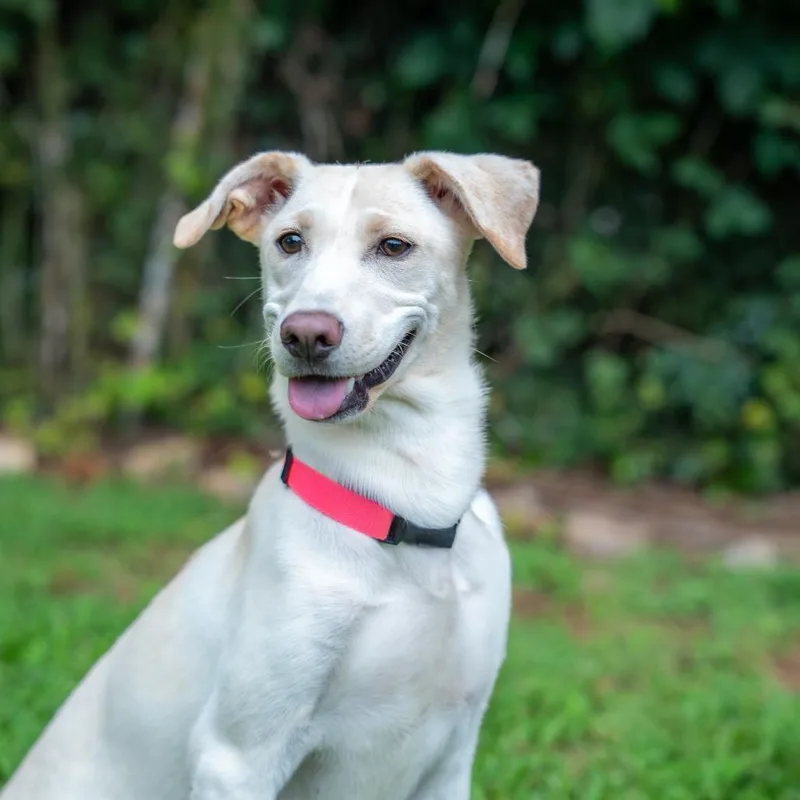 A young medium-sized female Terrier dog named Amber Rose for adoption in Gainesville, GA